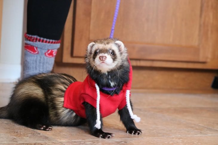 Pets in Winter Attire ferret in a hoodie