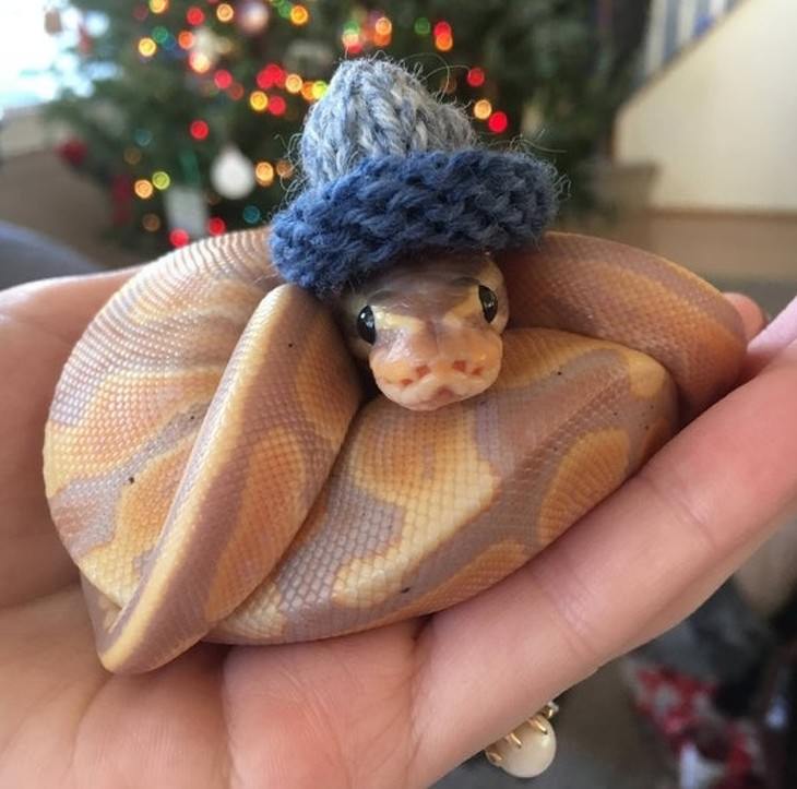 Pets in Winter Attire snake in a winter hat