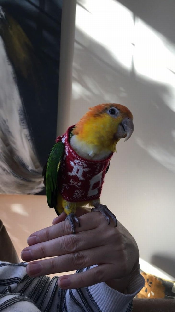 Pets in Winter Attire parrot in a Christmas sweater