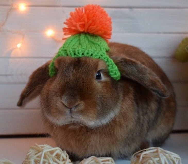 Pets in Winter Attire rabbit in a hat
