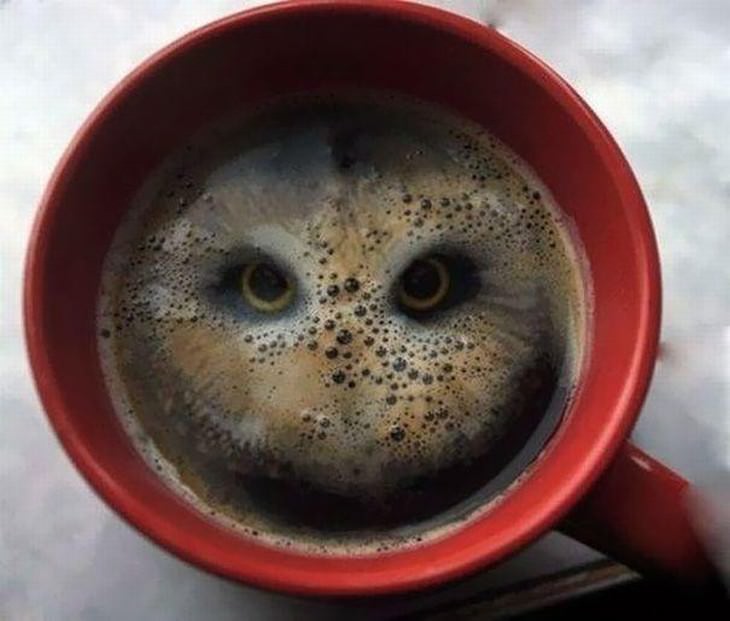 optical illusions owl made of foam coffee cup