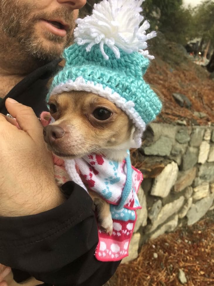 Pets in Winter Attire chihuahua in a hat and scarf