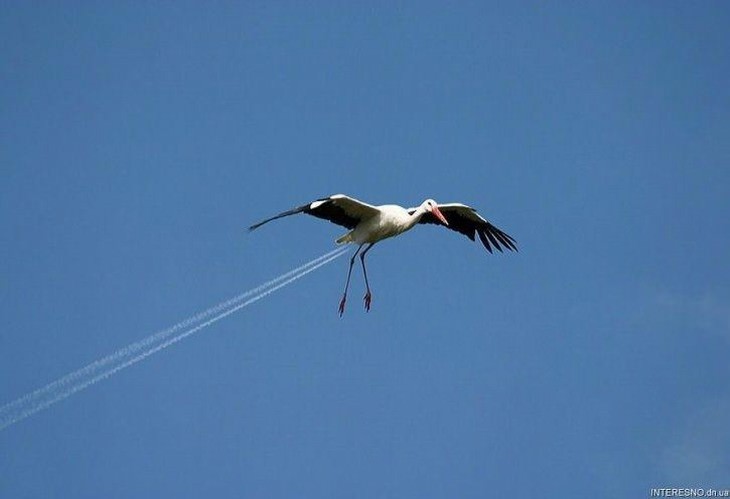 optical illusions supersonic stork