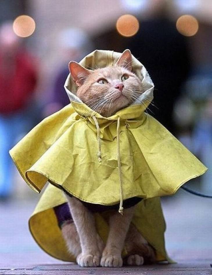 Pets in Winter Attire cat in a yellow parka