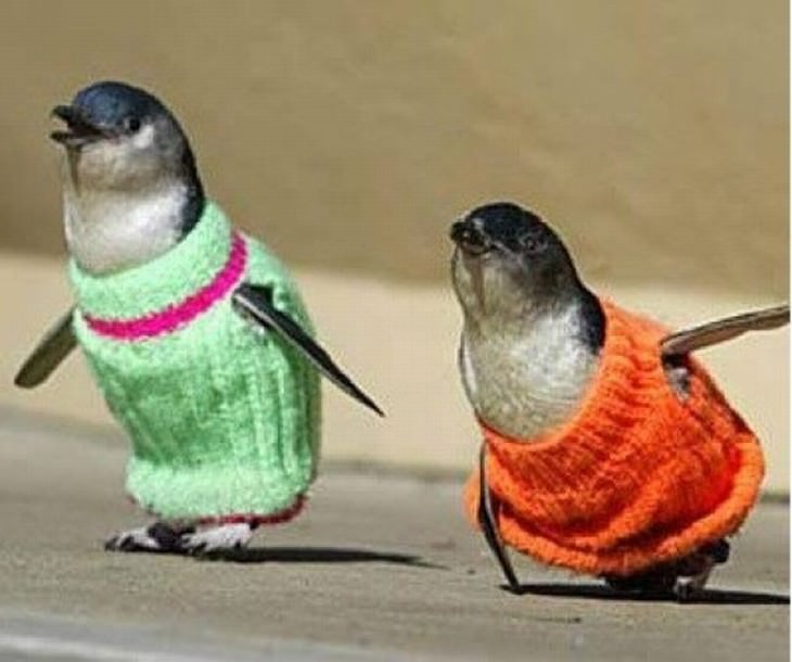 Pets in Winter Attire penguins in sweaters