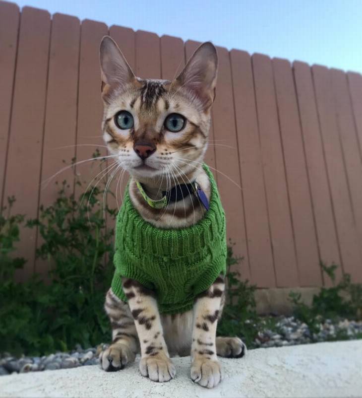 Pets in Winter Attire cat in a green sweater