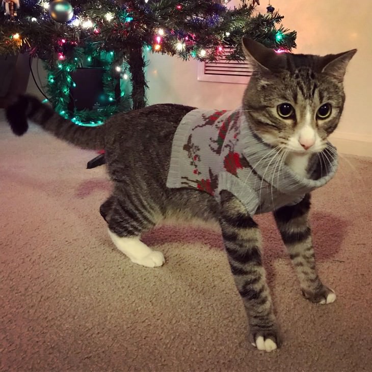 Pets in Winter Attire cat in a sweater near the Christmas tree