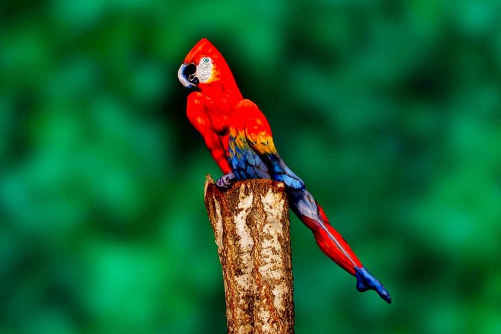 optical illusions parrot body art