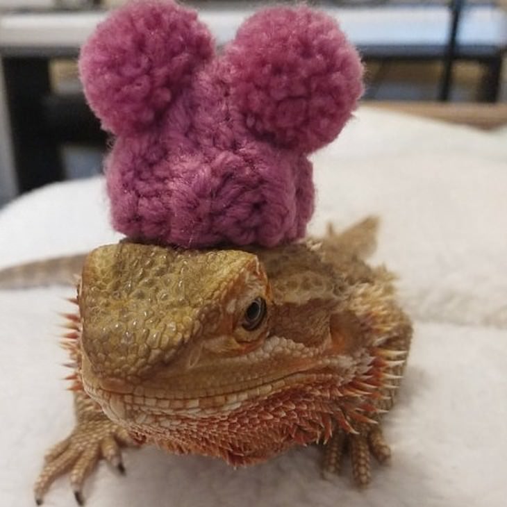 Pets in Winter Attire bearded dragon in a pink hat
