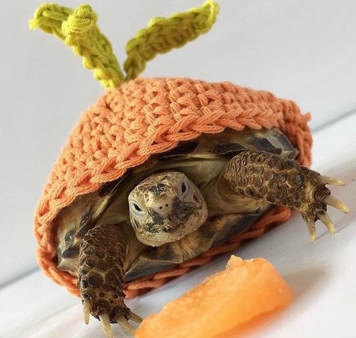Pets in Winter Attire carrot top turtle