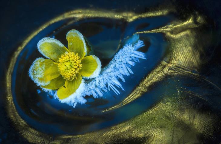 award winning photos from the 2019 nature photographer of the year
