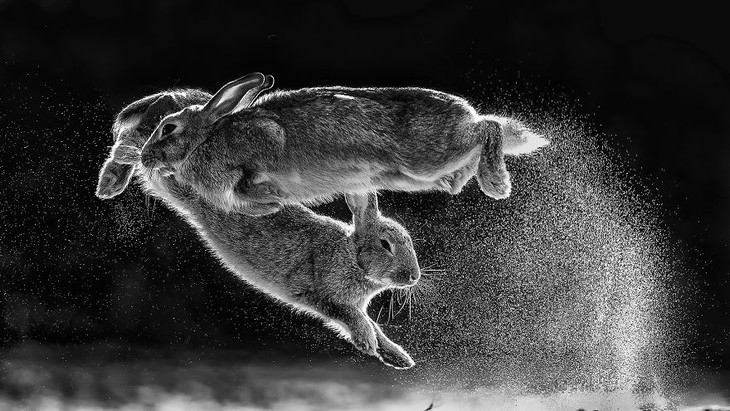 2019 Nature Photographer Of The Year winners and notable mentions Csaba Daroczi Jump