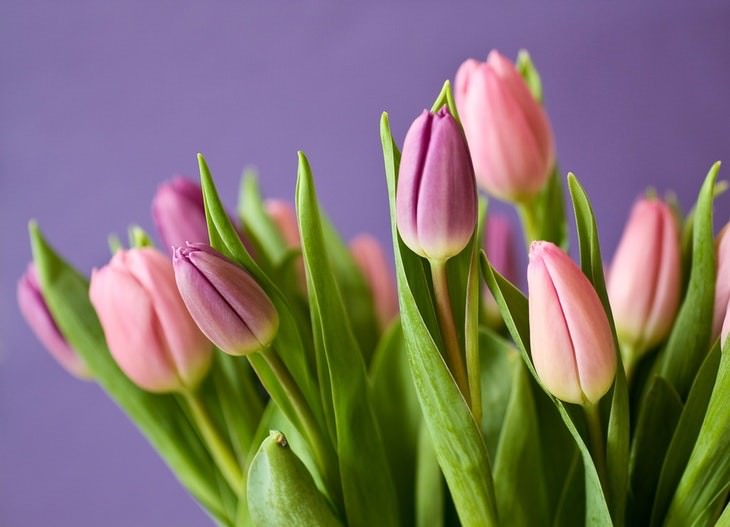 cat care tips pink tulips