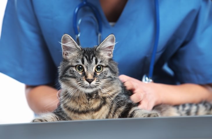 cat care tips cat at a vet