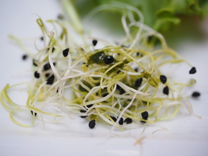 healthy foods that can be toxic  Alfalfa Sprouts