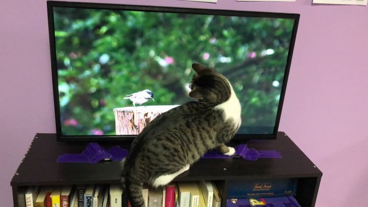 cat care tips cat in front of a TV watching a bird