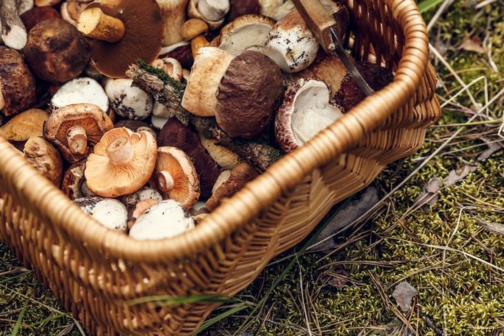 healthy foods that can be toxic Forest Mushrooms in a basket