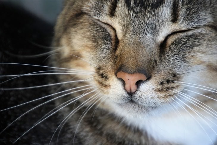 cat care tips happy cat closeup