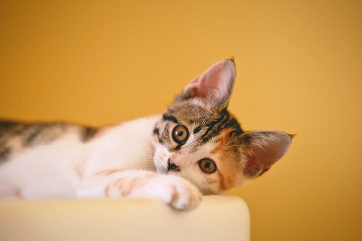 cat care tips calico kitten on a yellow background