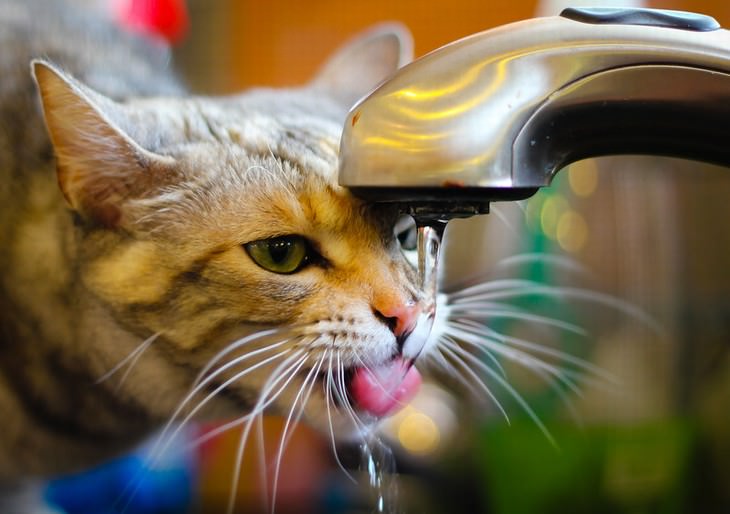 cat care tips cat drinking from faucet