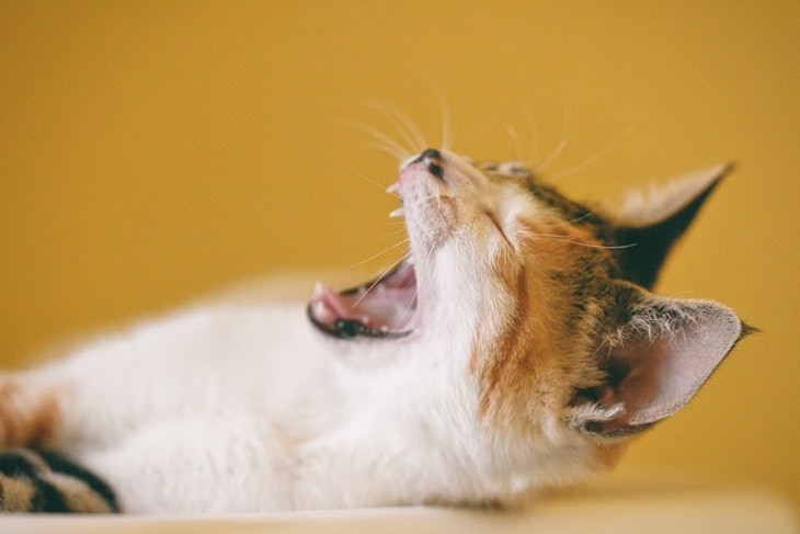 cat care tips cat yawning