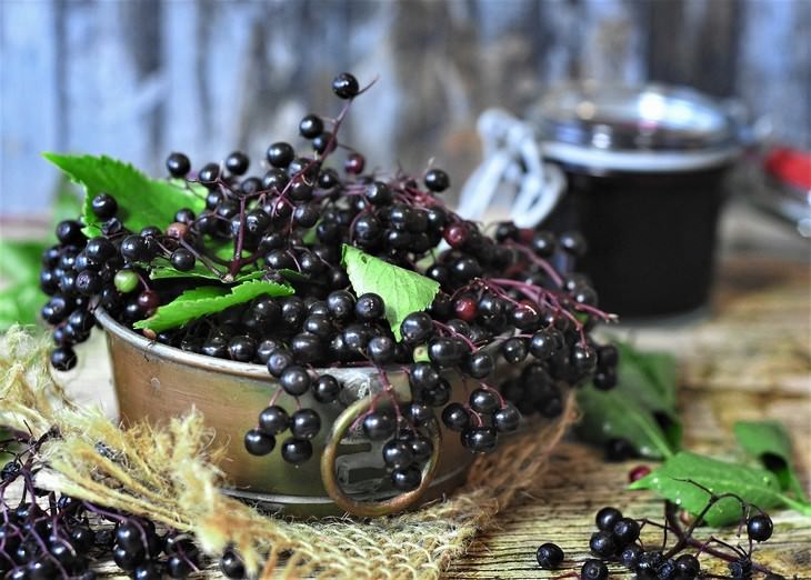 healthy foods that can be toxic Elderberries
