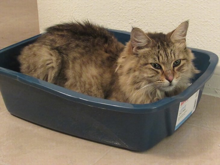 cat care tips cat sitting in a litter box
