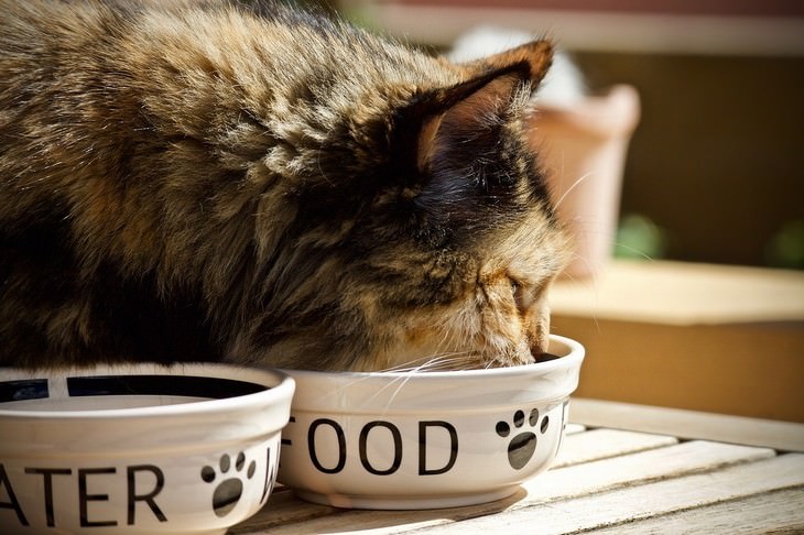 cat care tips cat eating from its bowl
