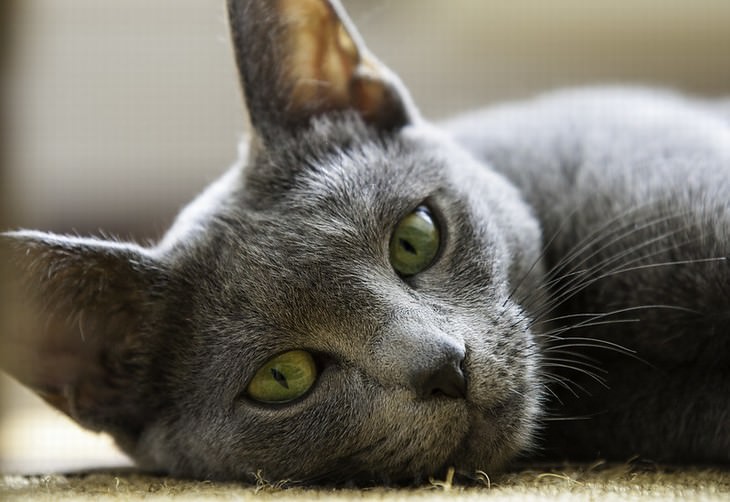 cat care tips Russian blue cat