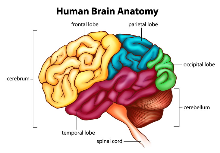 neuroplasticity brain anatomy chart