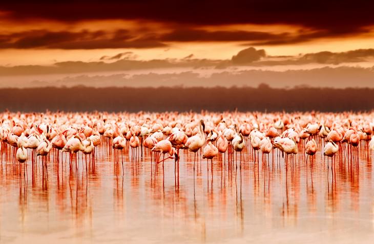 Wonders of Nature Lake Nakuru National Park flamingos