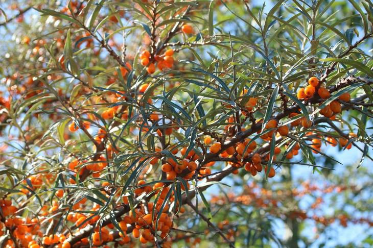 sea buckthorn health benefits sea buckthorn tree