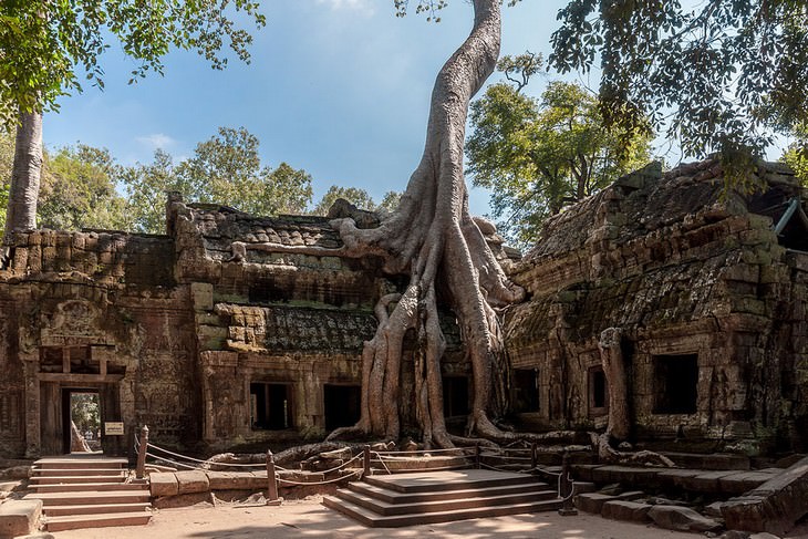 ancient ruins Ta Prohm Temple, Cambodia