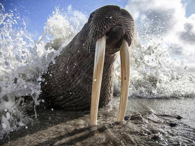 award winning photos: walrus and splashing water 