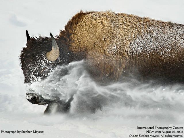 award winning photos: bison in the snow
