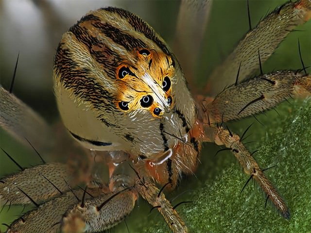 award winning photos: close up spider