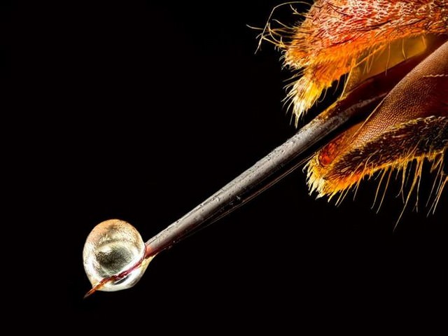 award winning photos: hornet sting