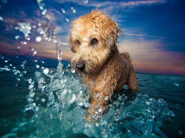 award winning photos: dog splashing water