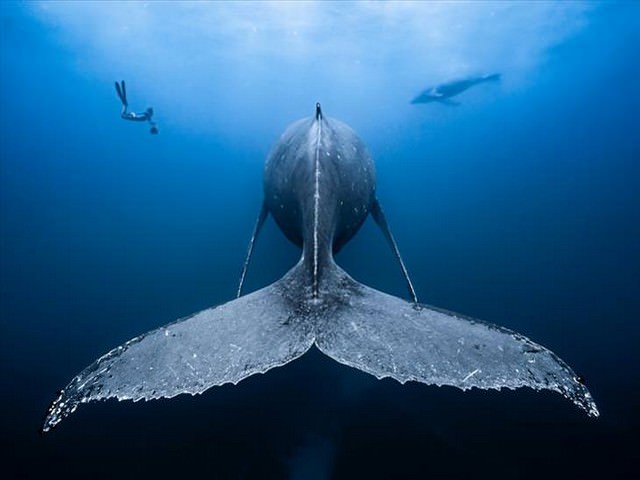 award winning photos: divers and a whale