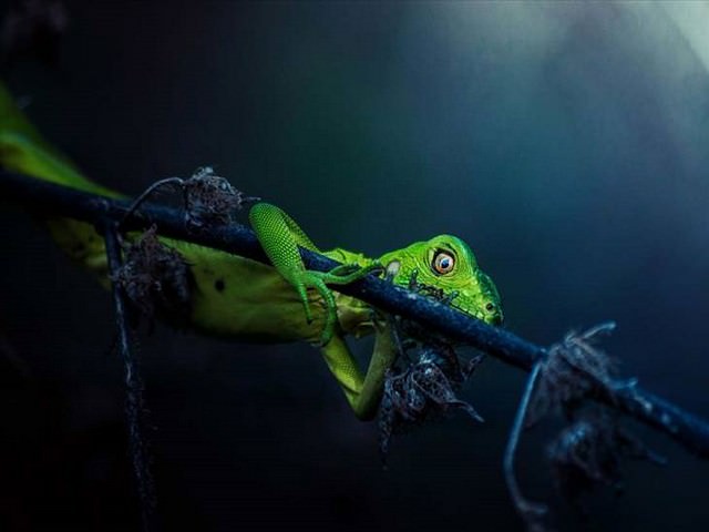 award winning photos: lizard on a branch