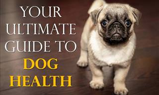 All about dogs - Your ultimate guide to dog health