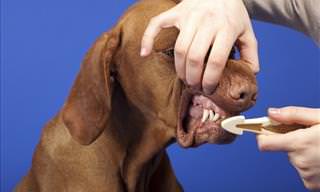 All about dogs - brushing dogs teeth