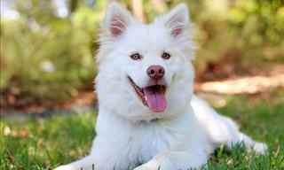 All about dogs - white dog