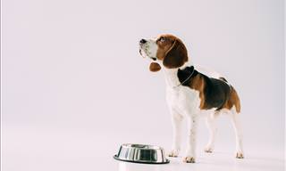 All about dogs - a dog and a food bowl