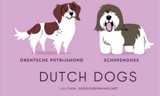 All about dogs - Dutch dogs