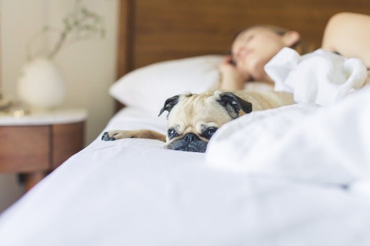 weird beneficial habits pug and woman sleeping on a bed