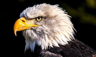 USA Quiz: an eagle head