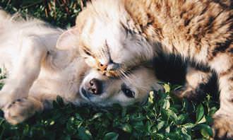 cat rubbing against dog