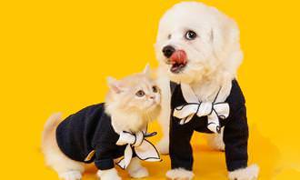 cat and dog in suits