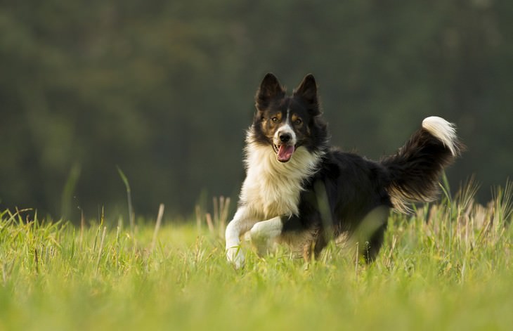 the SMARTEST Animals on the Planet Border Collie